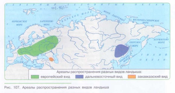 ОСНОВНЫЕ ДВИЖУЩИЕ СИЛЫ ЭВОЛЮЦИИ В ПРИРОДЕ